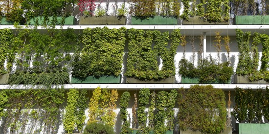 Растения по вертикали. Как озеленить комнату или балкон при недостатке свободного места