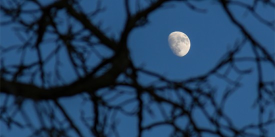 Лунный календарь садовода и огородника с 12 июля по 25 июля