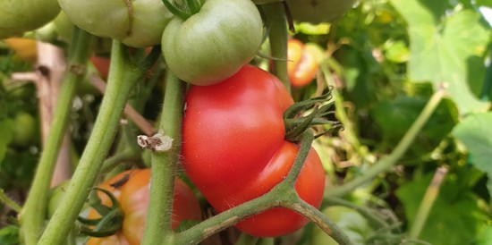 Как помочь расти томатам?