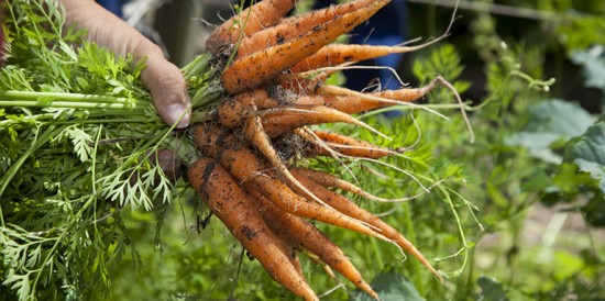 Cекрет успеха. Какие существуют сорта моркови и как правильно ухаживать за саженцами
