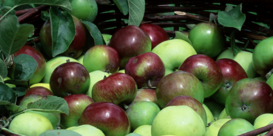 Сорта-новинки. Какие яблони и груши порадуют садоводов в сезоне-2023