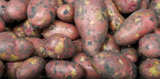 Клубень-2024. На какие сорта картофеля стоит обратить внимание в 2024 году?