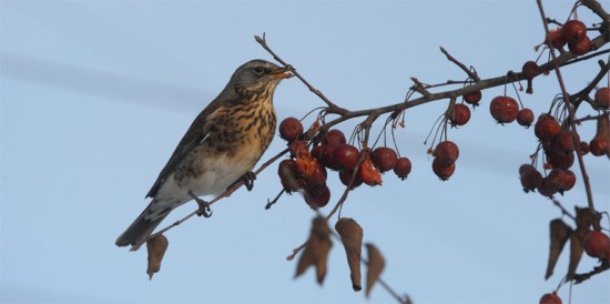 Как отпугнуть птиц от вишни и ягодных кустов, если обычное пугалоне помогает?