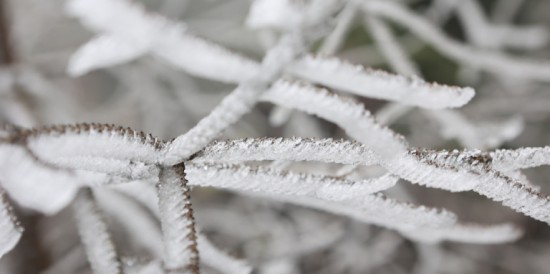 Игра на понижение. Как защитить растения от осенних заморозков?