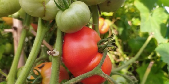 Июль в томате. Cамый важный месяц в уходе за помидорами