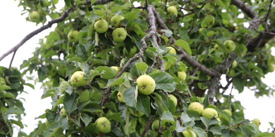 Можно ли сохранить треснувшую ветку яблони?