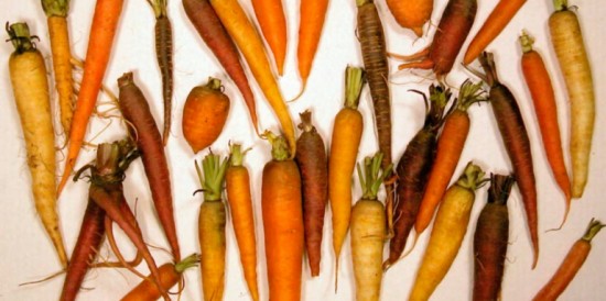 Зимовка морковки. Как правильно сеять корнеплоды осенью?