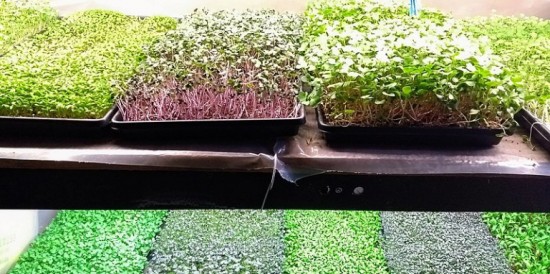 Мечи свежесть на стол.  Какую зелень можно вырастить на подоконниках?