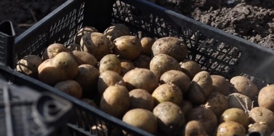 Посадка картошки: как лучше закопать клубень?
