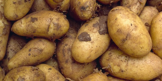 Проблемы раннего. Как избежать проблем при выращивании молодого картофеля