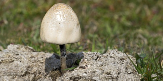 За выращивание каких грибов могут наказать дачника?