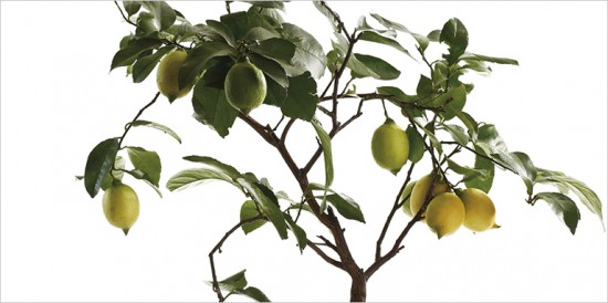 Как помочь комнатному лимону с помощью хвои?