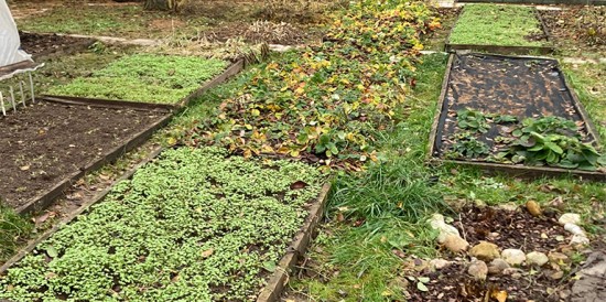 Грядки отдыхают. Чем заняться огородникам в конце ноября?