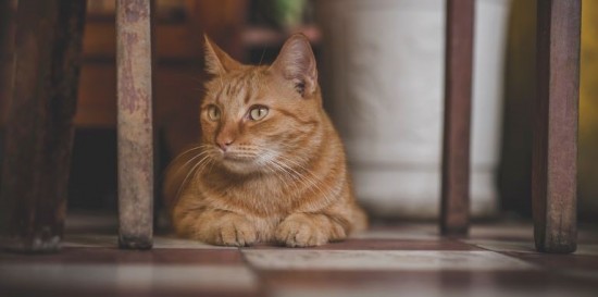 Нужно ли регистрировать домашних животных?