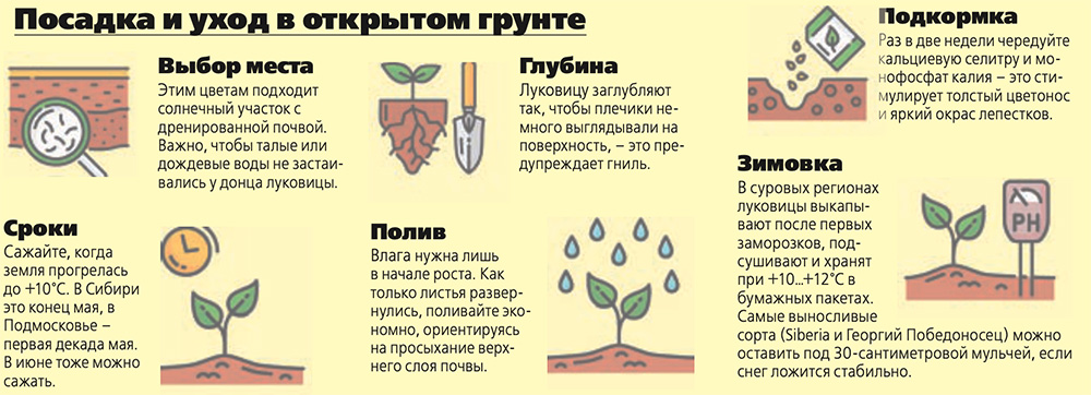 Посадка и уход в открытом грунте